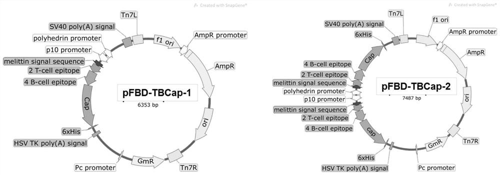 A kind of recombinant porcine circovirus type 2 cap protein with dominant epitope in series and its application