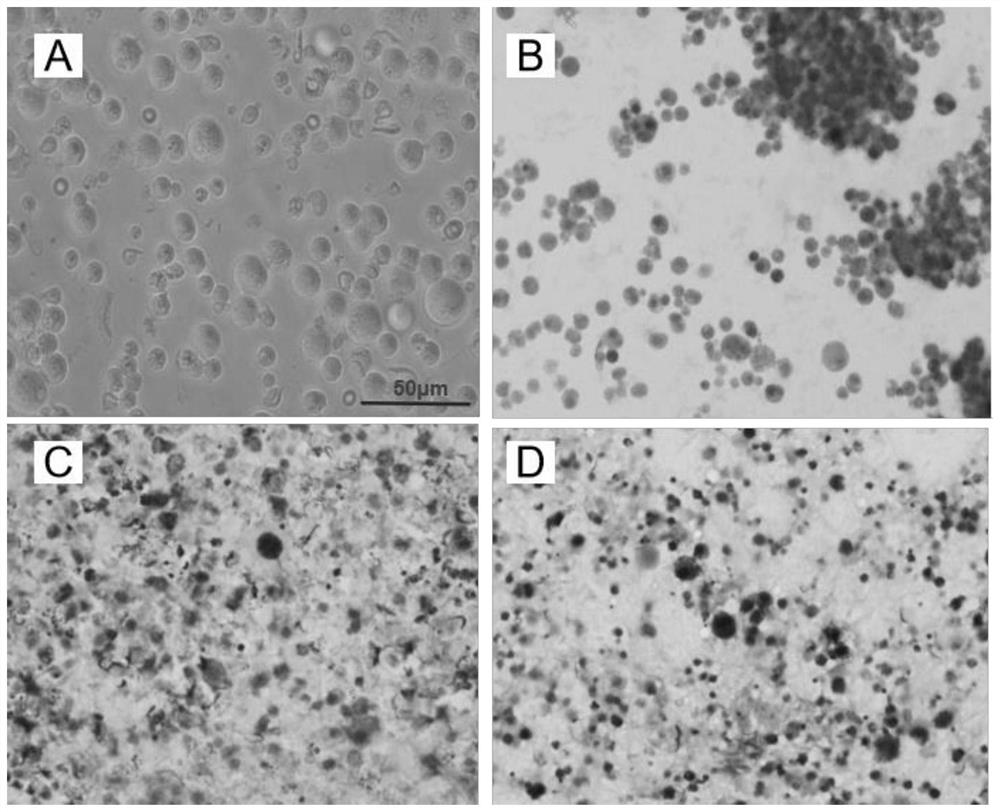 In-vitro separation method for primary spermatogenic cells of rats