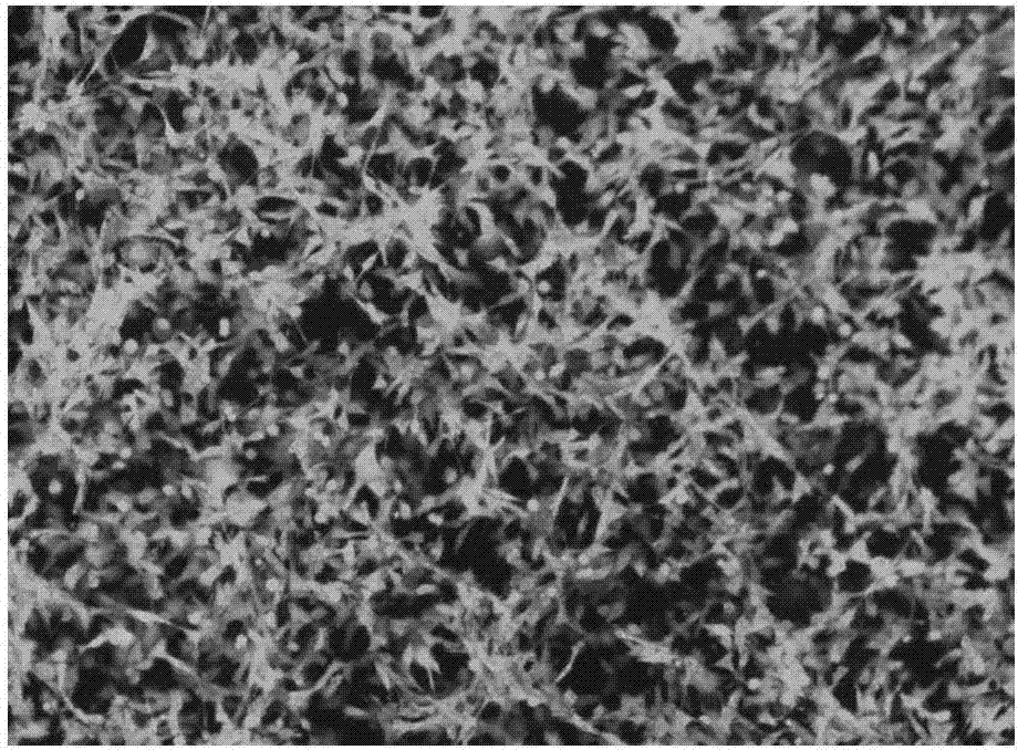 Porcine endothelium-derived IL-8 overexpression stably transfected cell line, preparation method and applications thereof