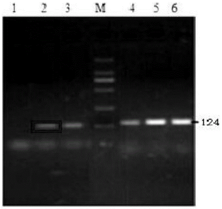 PCR (polymerase chain reaction) primer and kit for detecting pathogenic canine leptospirosis