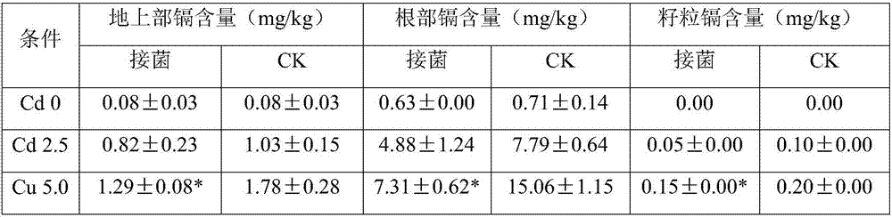 Bacillus megaterium H3 and application thereof in promoting crop growth and reducing absorption of heavy metal by crops