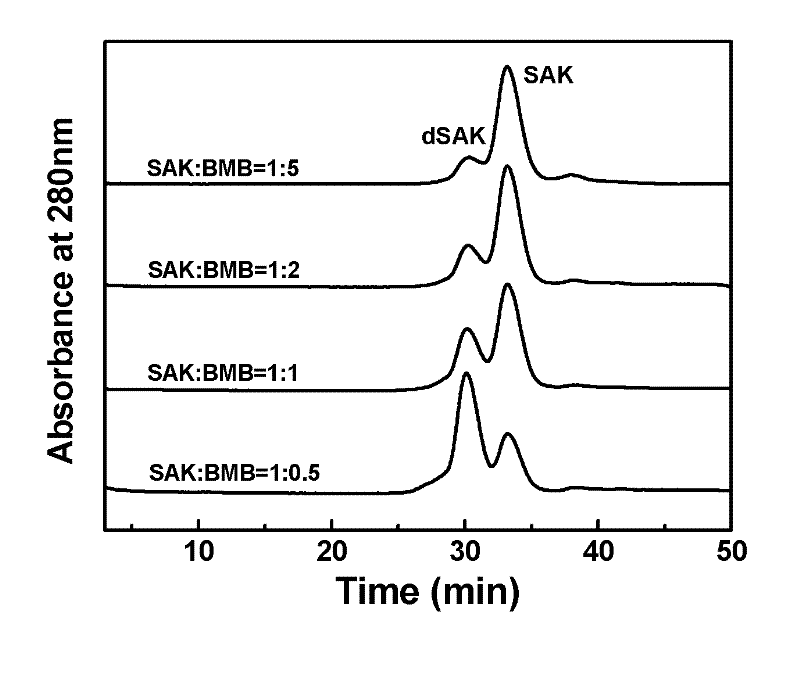 Preparation method of recombinant staphylokinase dimer and site-specific modificaton of polyethylene glycol