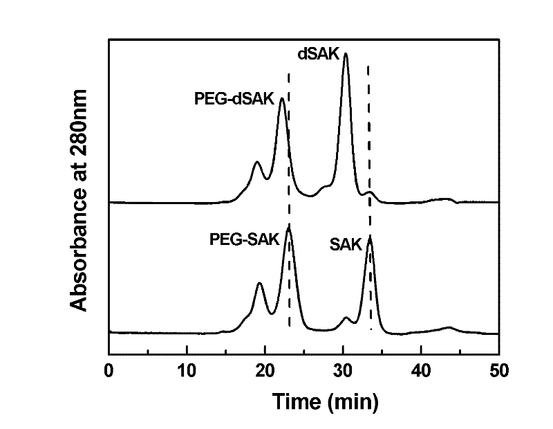 Preparation method of recombinant staphylokinase dimer and site-specific modificaton of polyethylene glycol