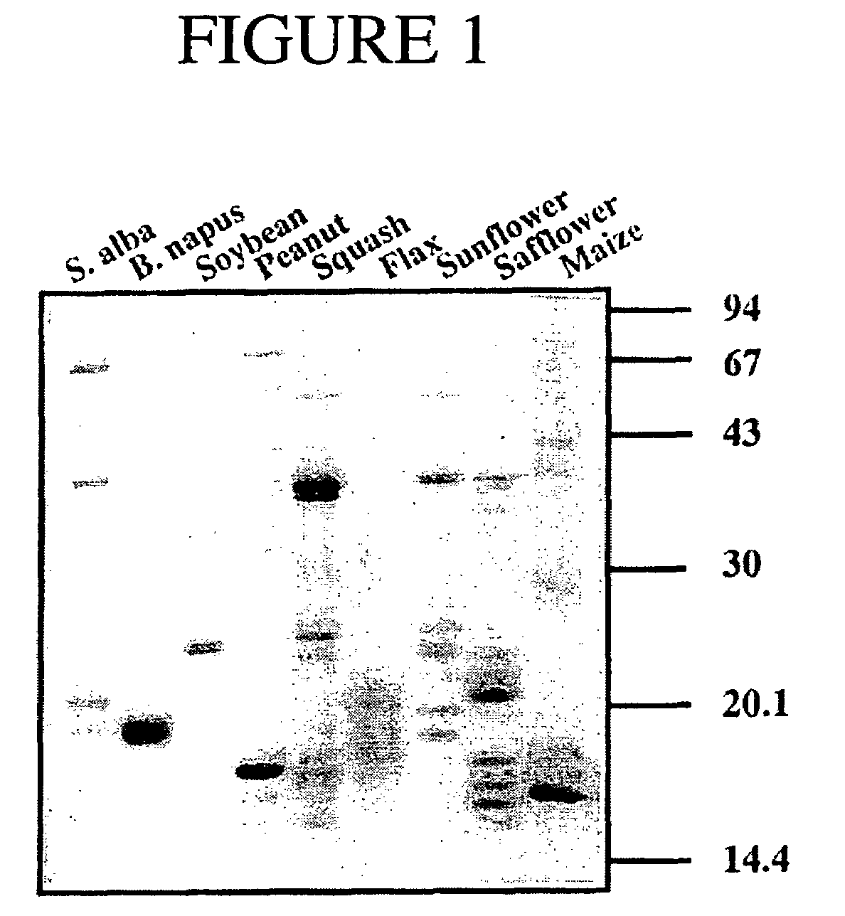 Thioredoxin and thioredoxin reductase containing oil body based products