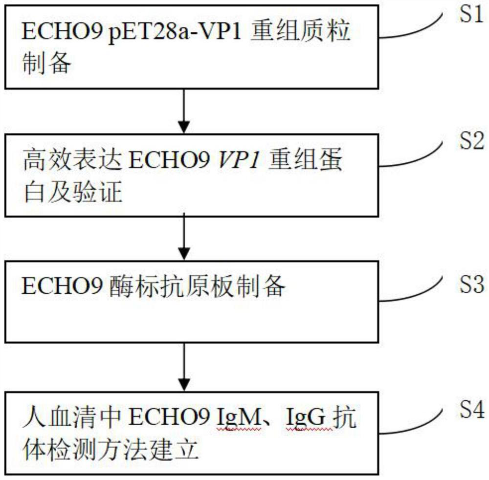 Method for detecting echovirus type 9 antibody