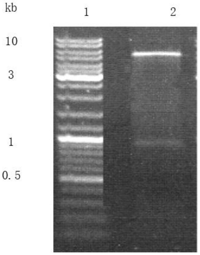 Method for detecting echovirus type 9 antibody