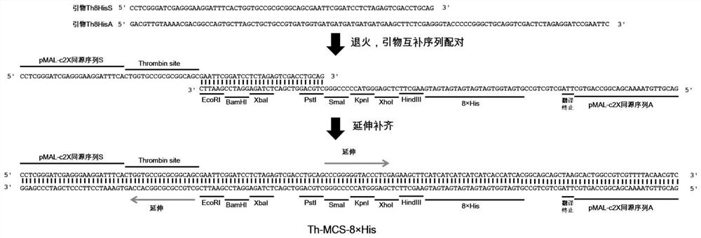 Expression vector and method for detecting membrane protein interaction in bacteria