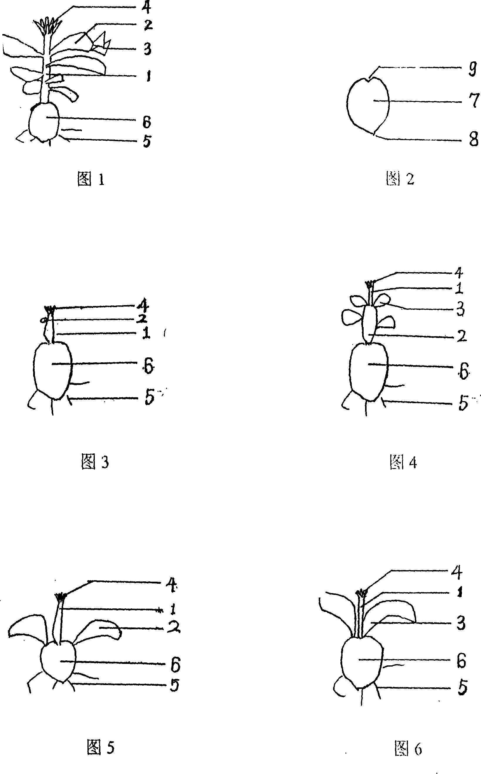 Quick reproduction technique of cactus tree