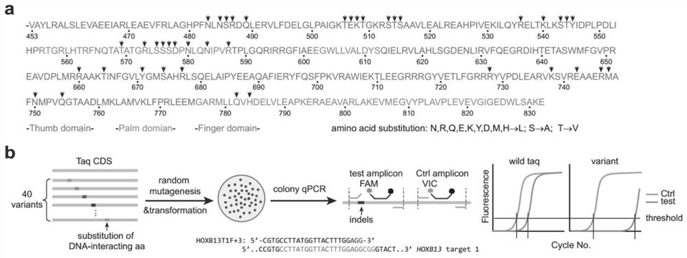 High-specificity Taq DNA polymerase variantS and application thereof in genome editing and gene mutation detection