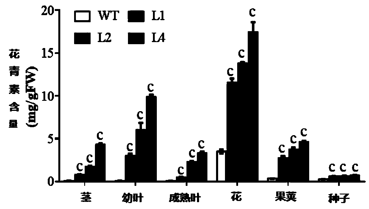 Thellungiella salsuginea transcription factor EsMYB41 for controlling plant anthocyanin synthesis and encoding gene and application thereof