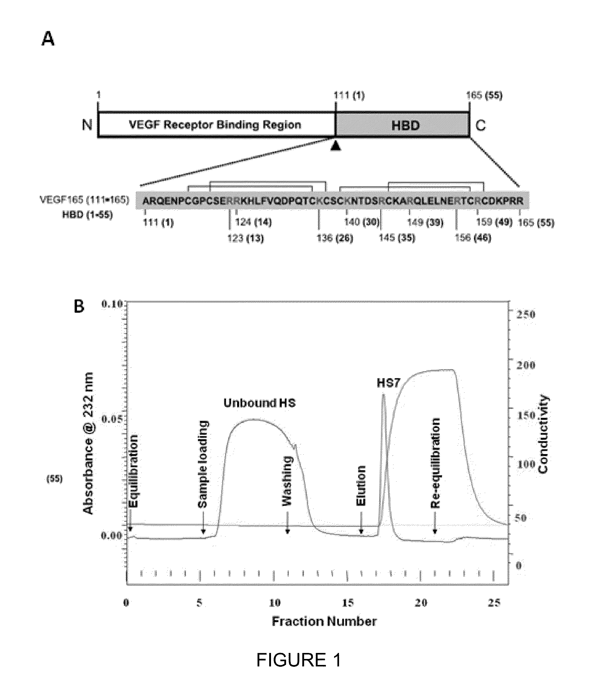 Glycosaminoglycans