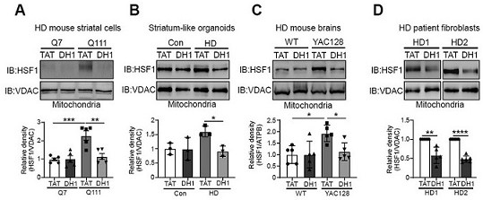 Small molecule peptides in hd therapeutic drugs and their application