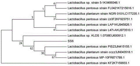 Application of lactobacillus pentosus SS6 to producing gamma-aminobutyric acid