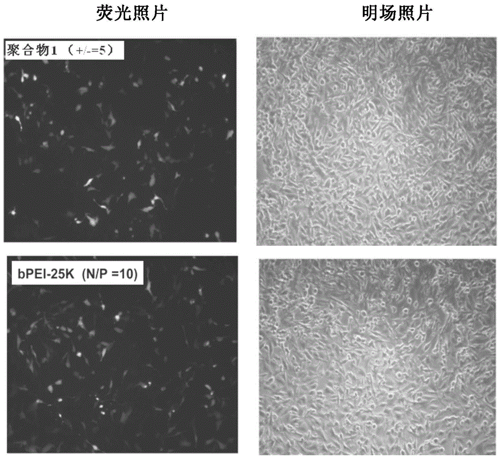 Polymethacrylamide cationic polymer cooperatively modified by side groups natural arginine and lactobionic acid, preparation method and application