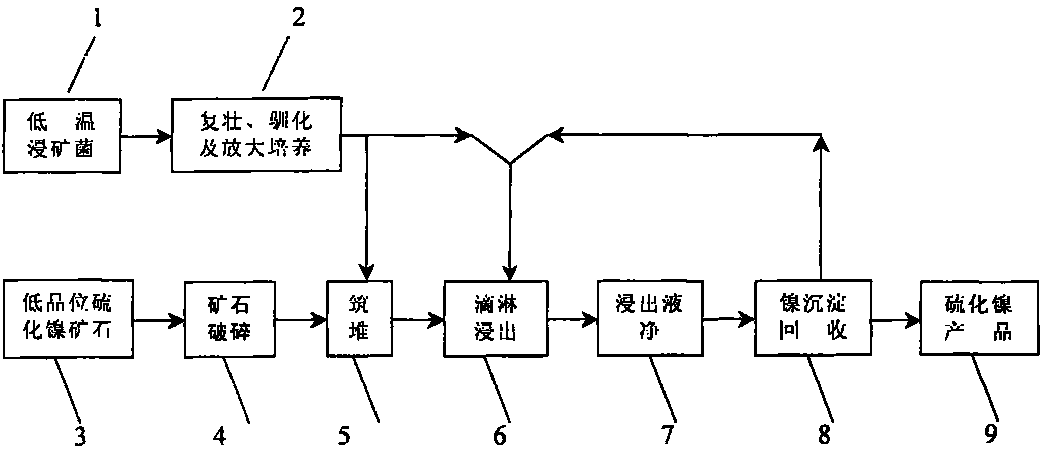 An strain of low temperature leaching-ore bacteria and process for using the same for low temperature heap leaching of nickel sulfide ore