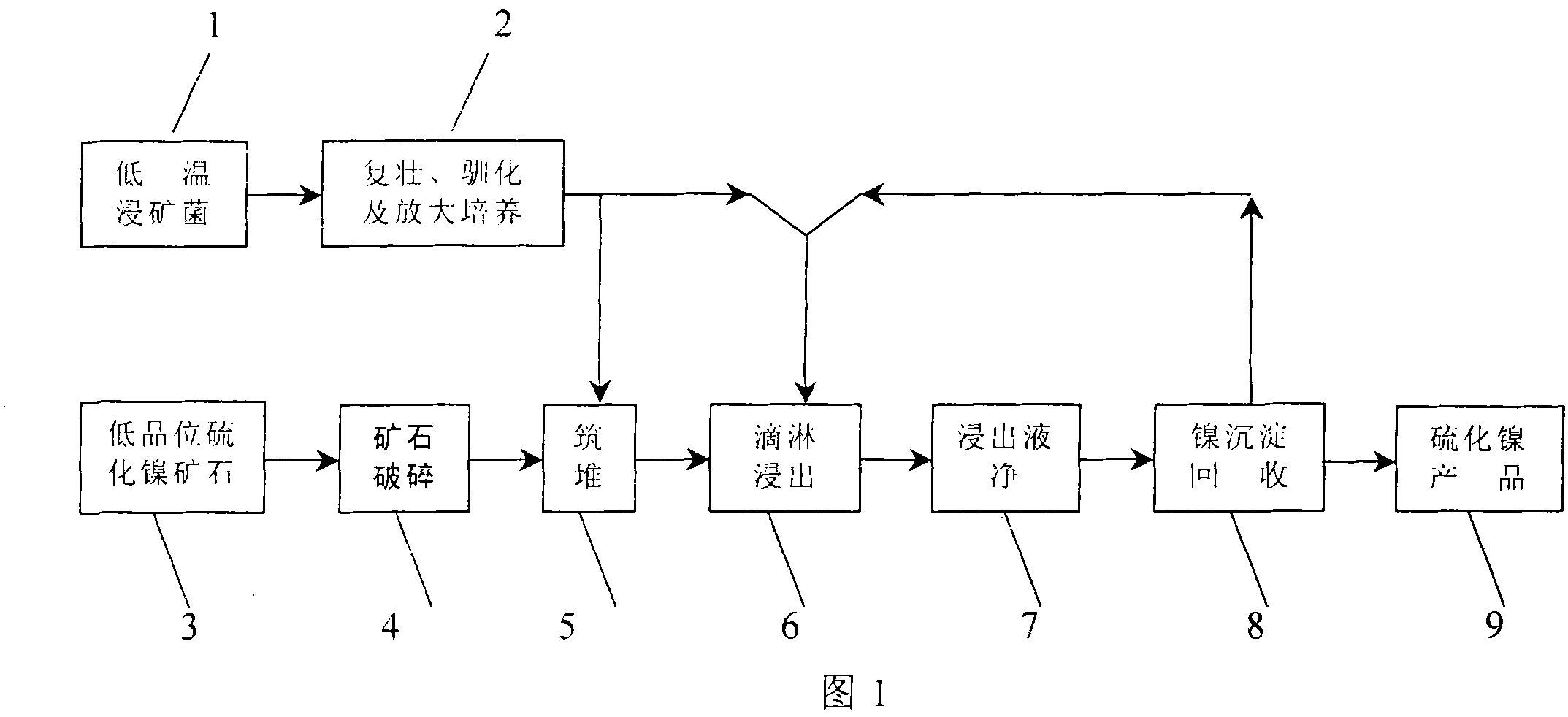 An strain of low temperature leaching-ore bacteria and process for using the same for low temperature heap leaching of nickel sulfide ore