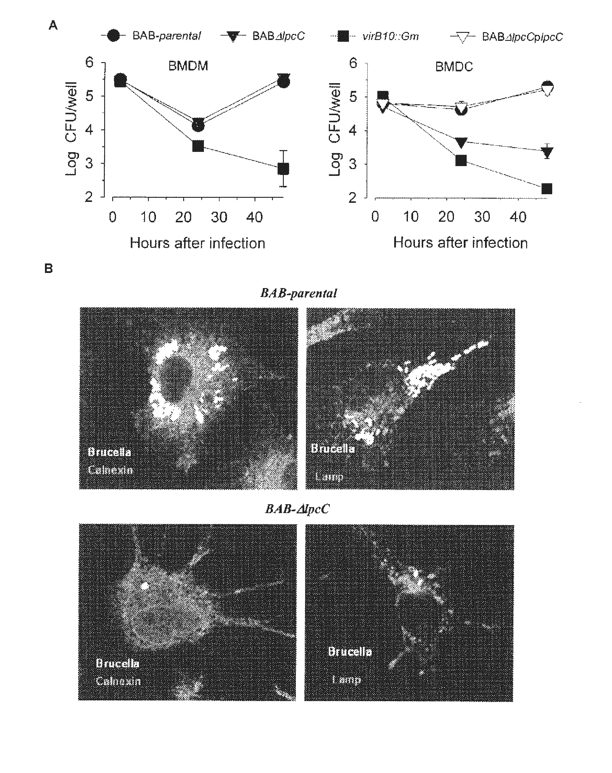 Modified gram-negative bacteria for use as vaccines