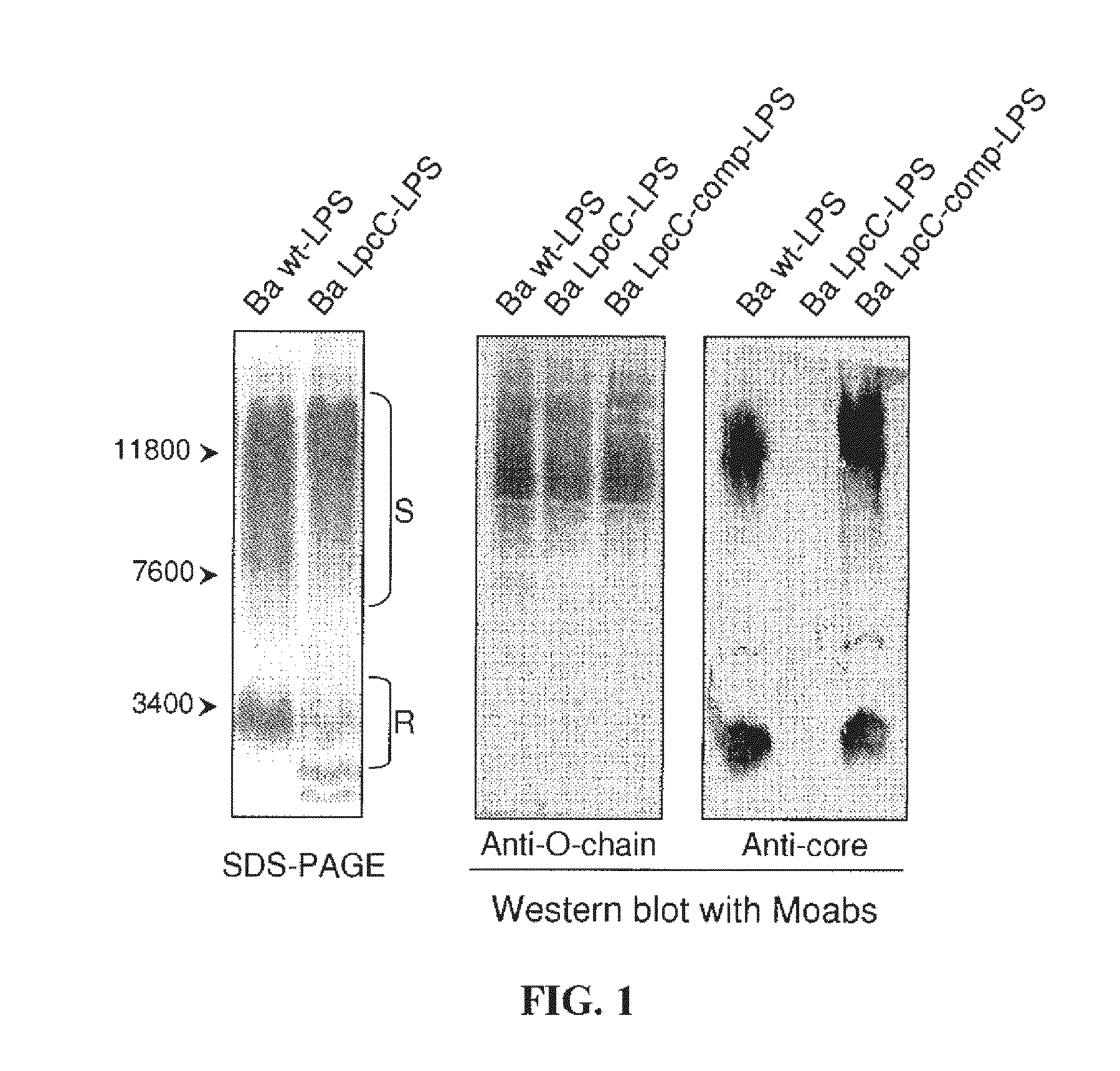 Modified gram-negative bacteria for use as vaccines