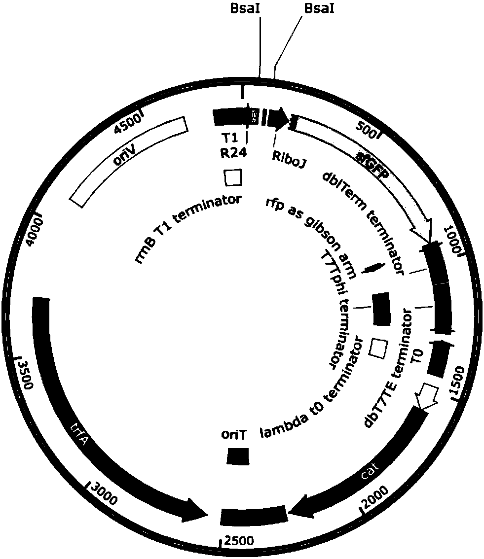 Promoter library and method for constructing expression system with different strengths in bacteria by using same