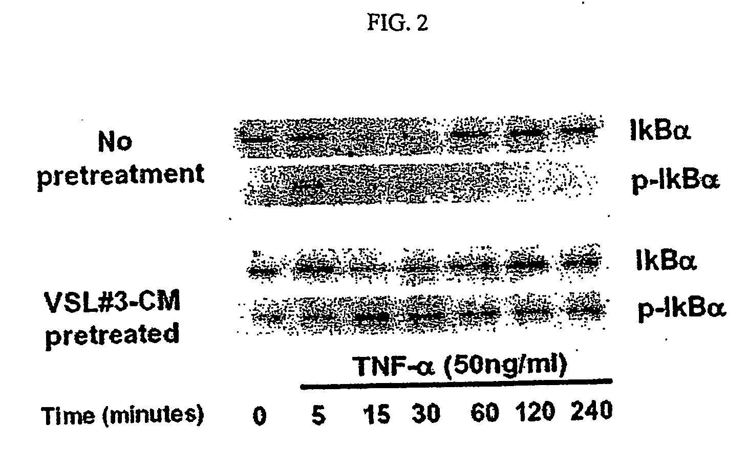 Anti-inflammatory, cytoprotective factor derivable from a probiotic organism