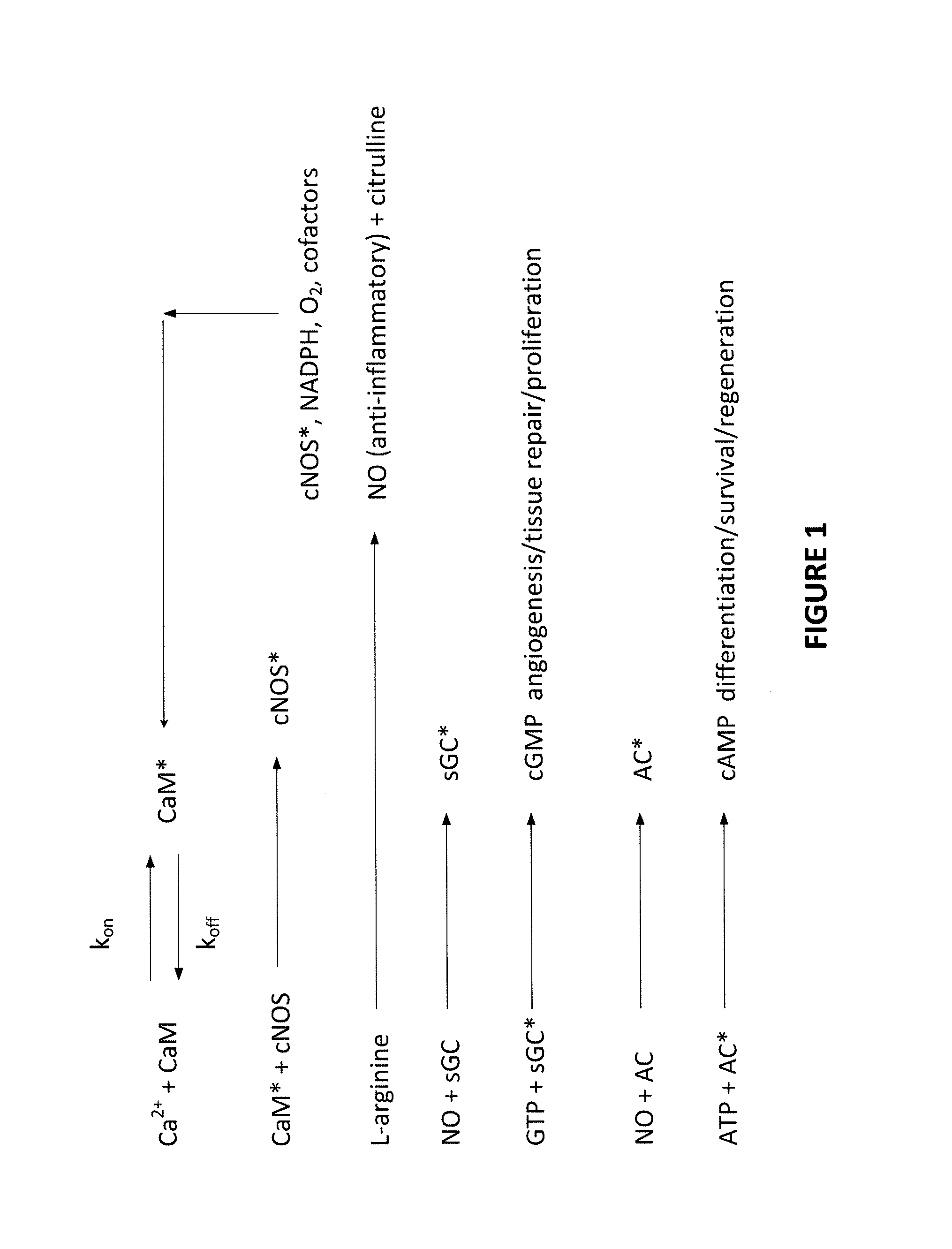 Method and apparatus for electromagnetic enhancement of biochemical signaling pathways for therapeutics and prophylaxis in plants, animals and humans