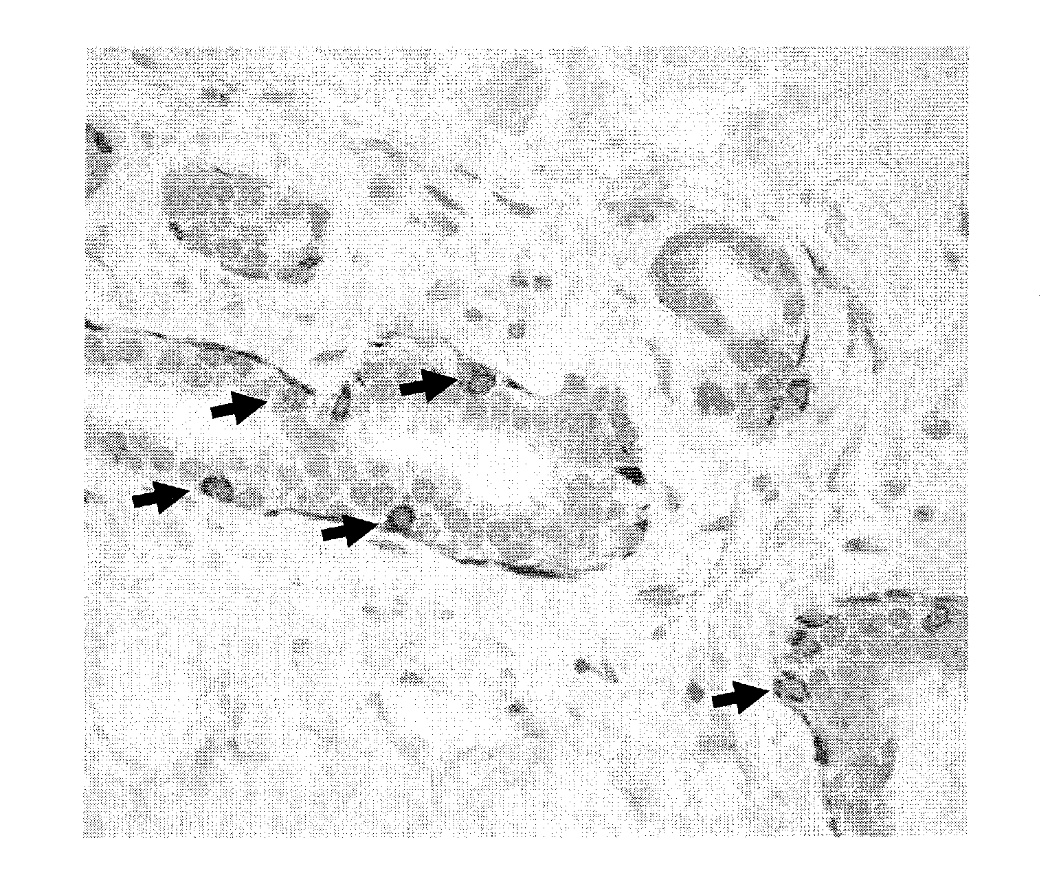 Progenitor cells and uses thereof