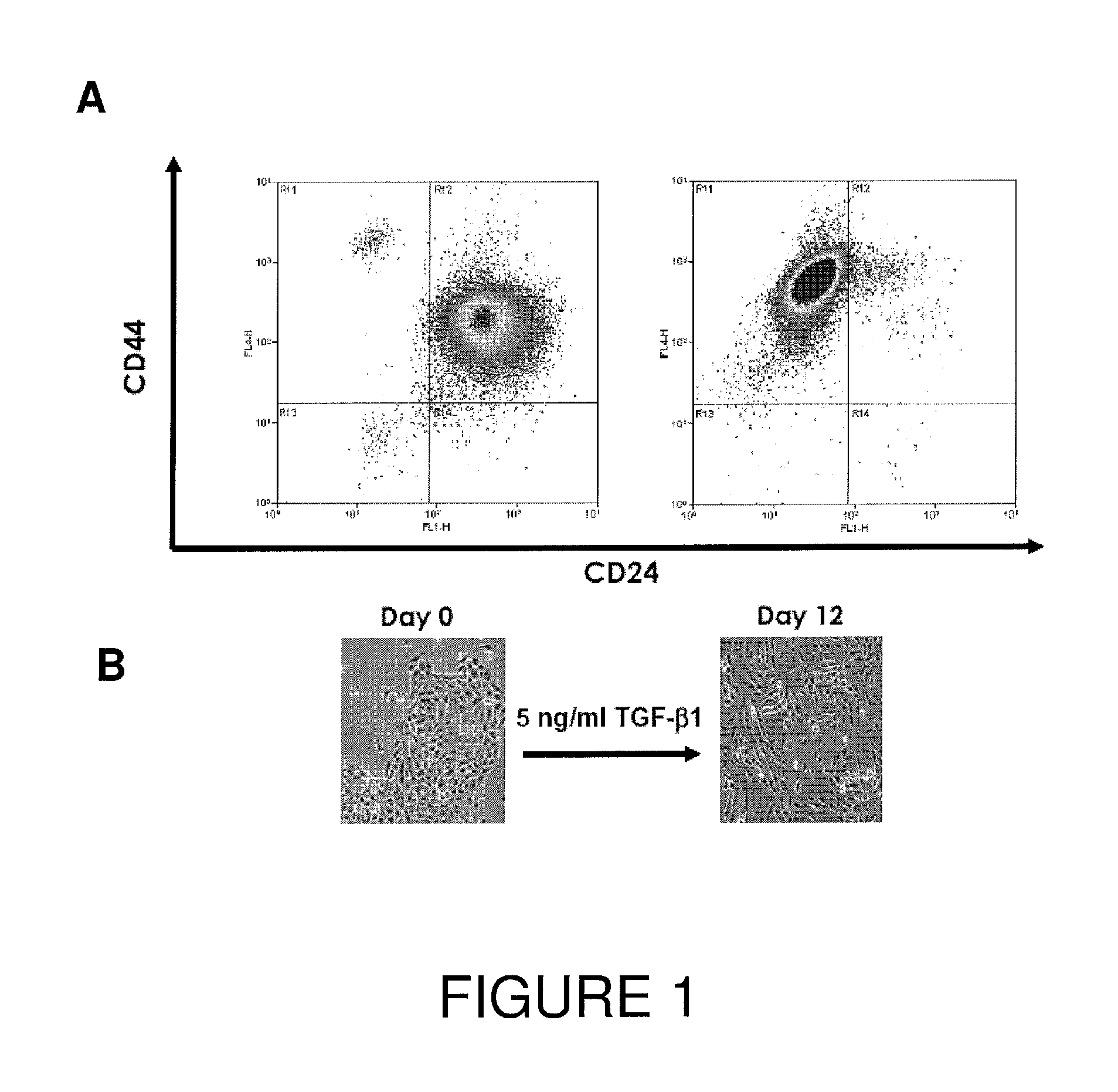 Progenitor cells and uses thereof