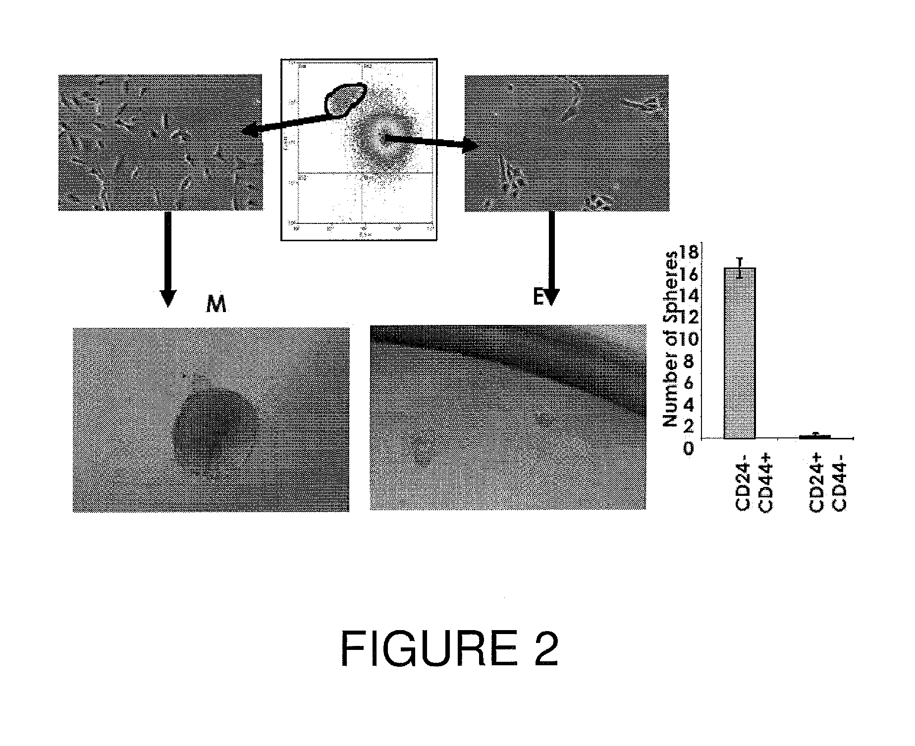 Progenitor cells and uses thereof