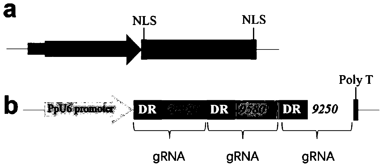 Application of CRISPR/Cas12a gene editing system in physcomitrella patens gene editing