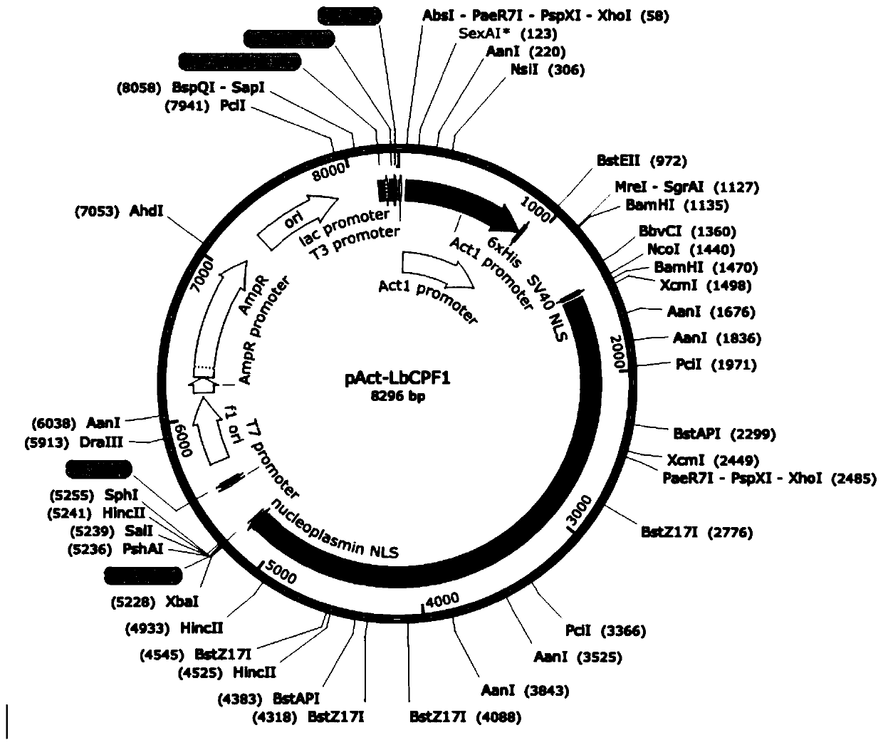 Application of CRISPR/Cas12a gene editing system in physcomitrella patens gene editing