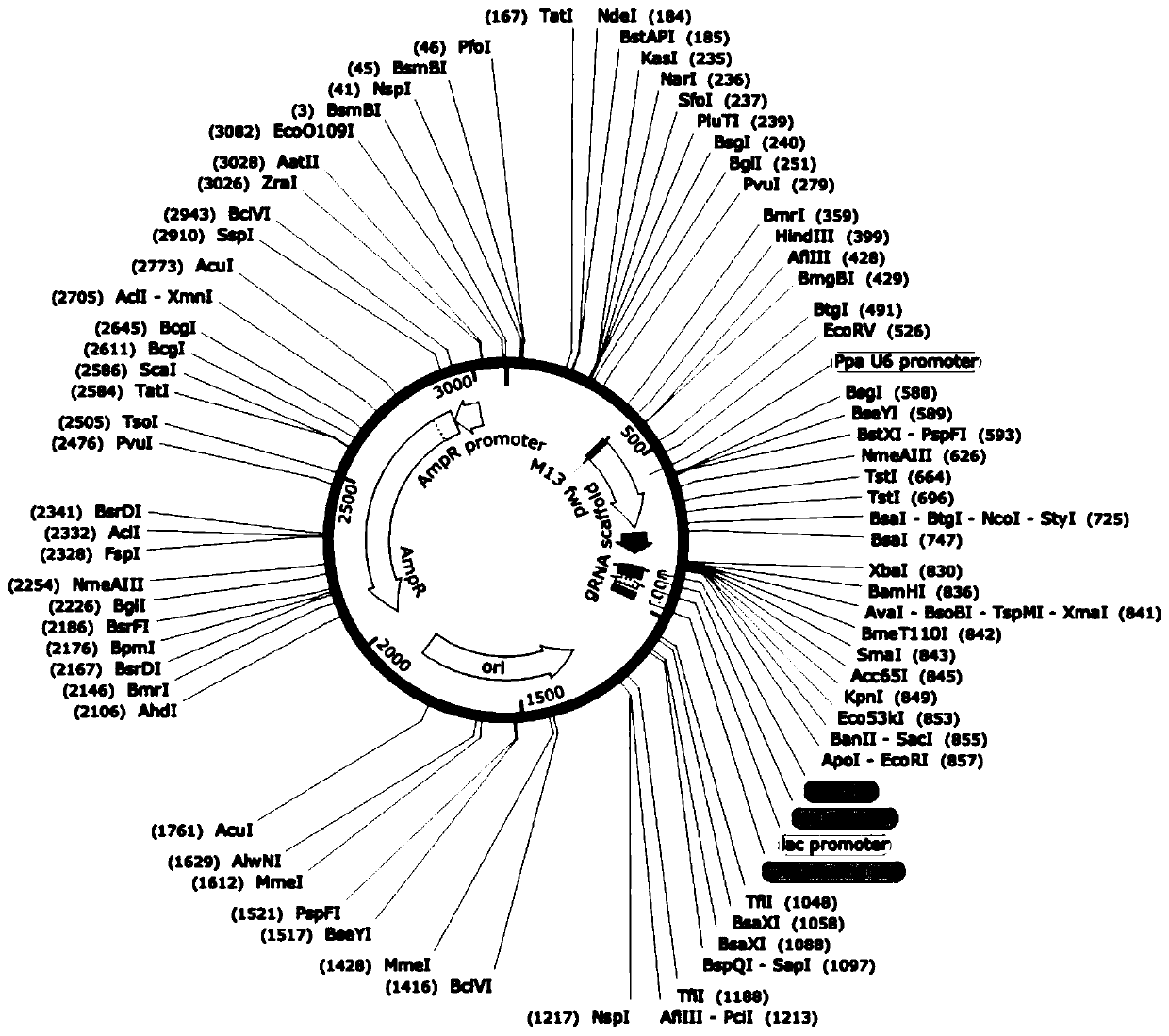 Application of CRISPR/Cas12a gene editing system in physcomitrella patens gene editing