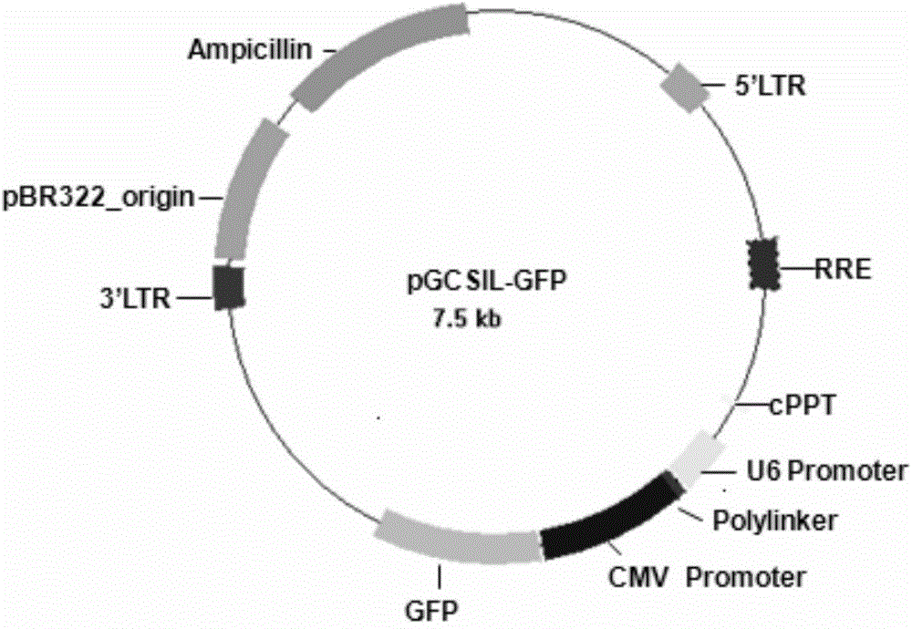 Applications of human DGKZ gene and related drugs thereof