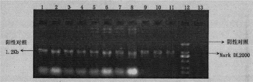 Apricot cold-resist gene transformation method