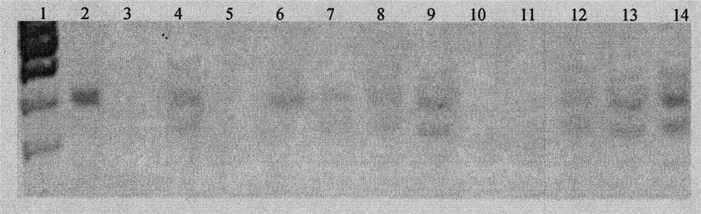 Apricot cold-resist gene transformation method