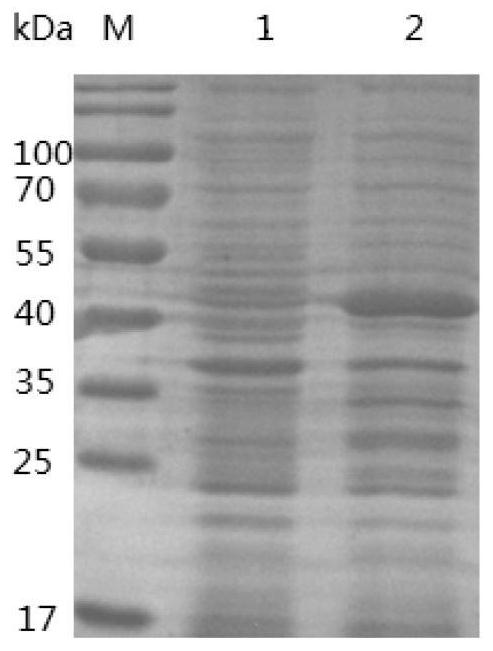 Grass carp ifn-γ2 gene and its encoded recombinant protein and application