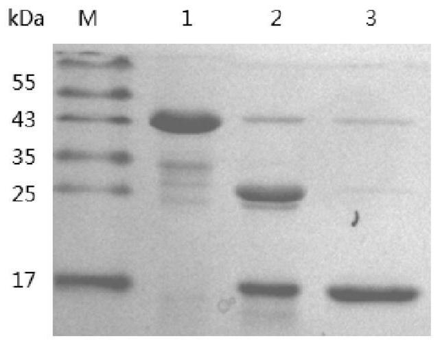 Grass carp ifn-γ2 gene and its encoded recombinant protein and application