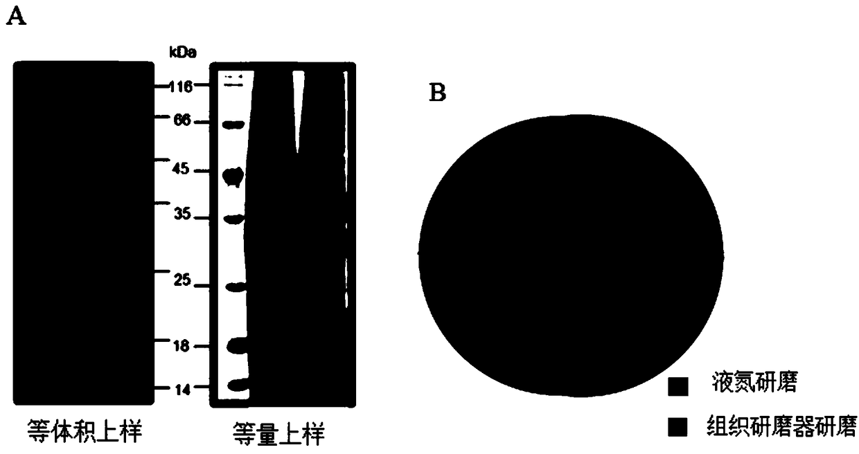 Method for carrying out large-scale proteomics identification based on silkworm tissue sample
