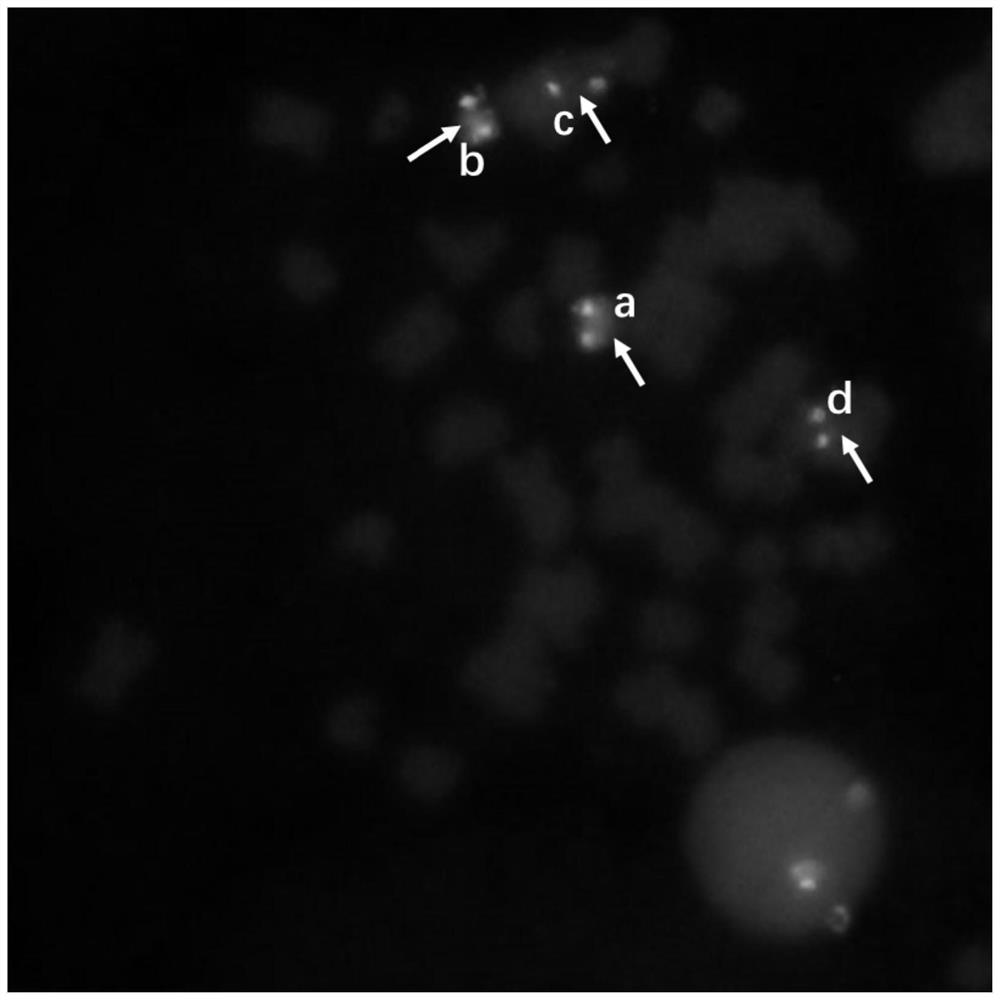 Fluorescence in-situ hybridization probe group for detecting AML1/ETO gene and application of fluorescence in-situ hybridization probe group