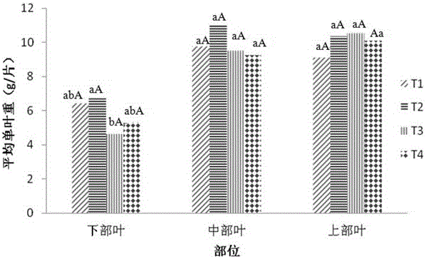 An improved method of tobacco cultivation under film