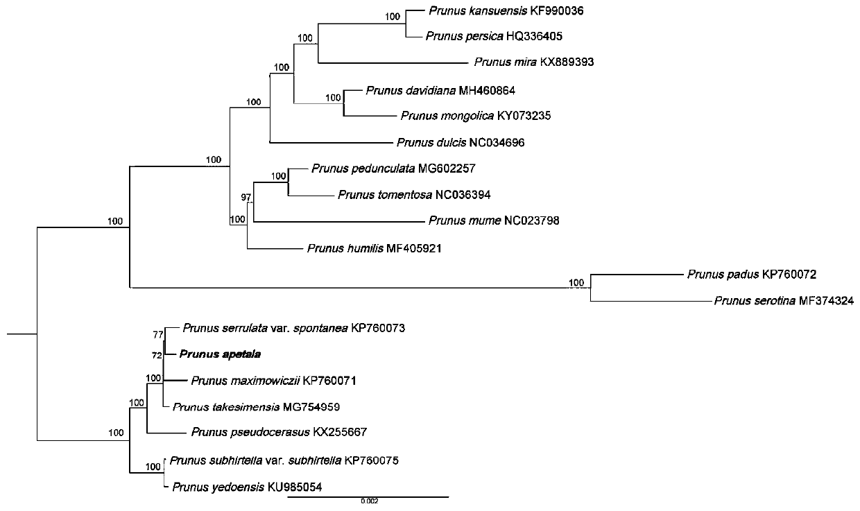 Prunus apetala chloroplast genome and application thereof