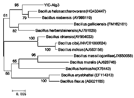 A kind of Bacillus saccharophilus for degrading alginic acid and its application method