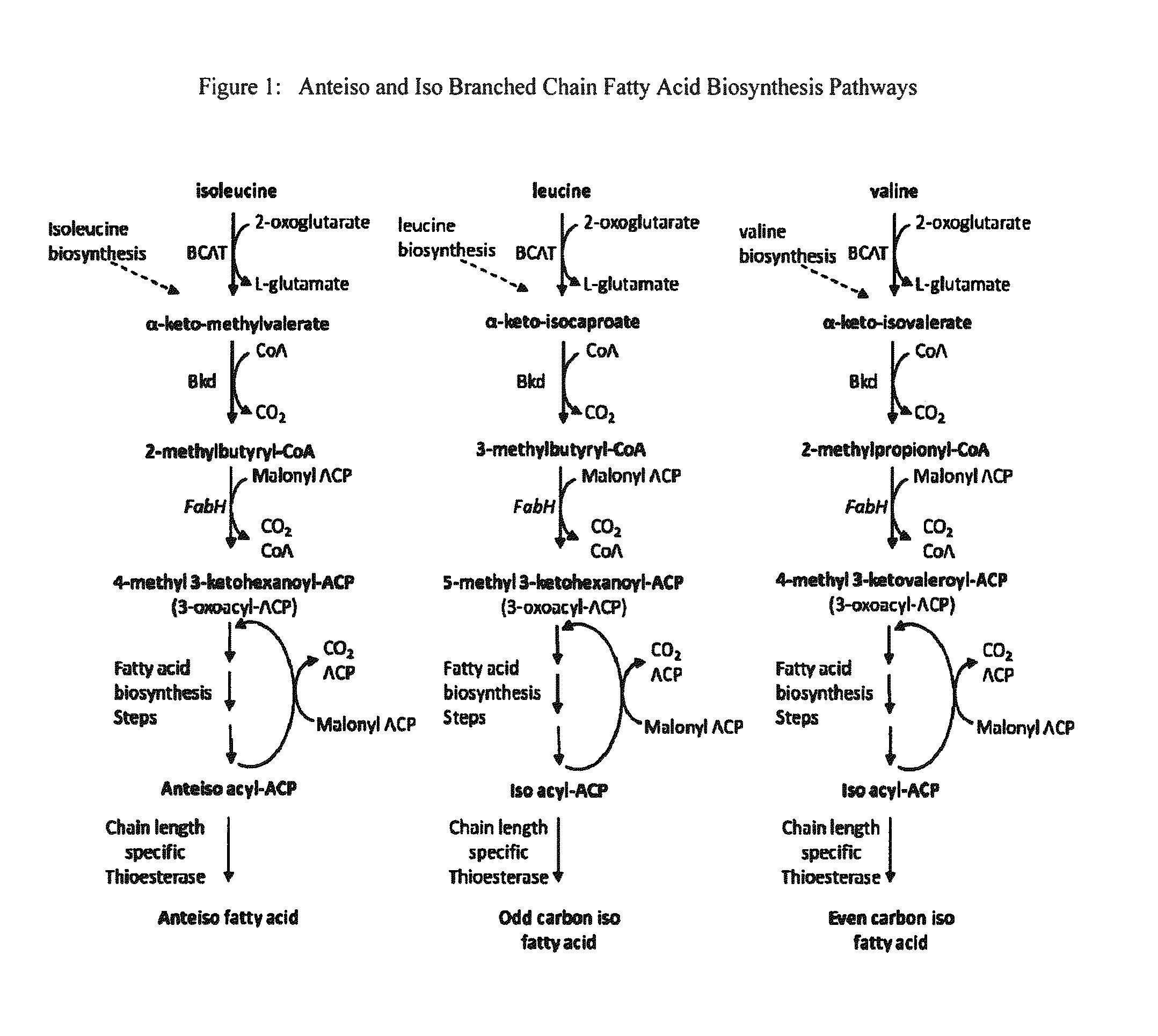 Branched-Chain Fatty Acids And Biological Production Thereof