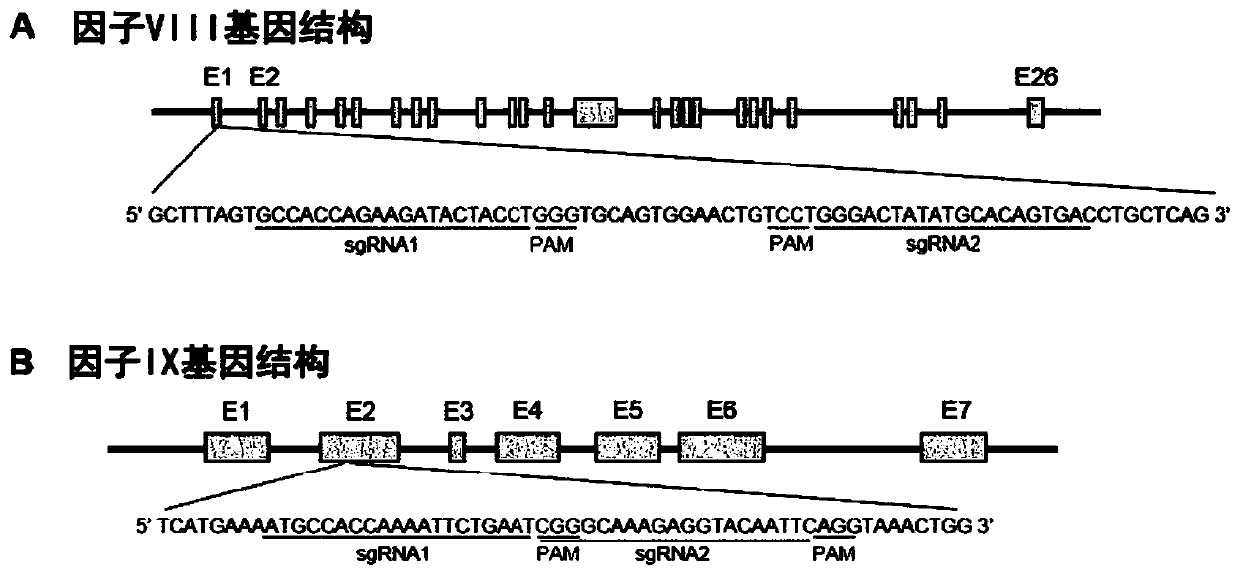 Factor VIII or factor ix gene knockout rabbit, method for preparing same and use thereof