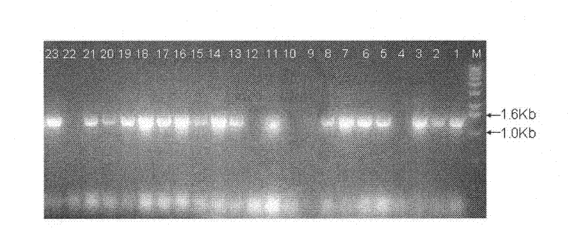 Lactase mutator, secretory expression method and application thereof