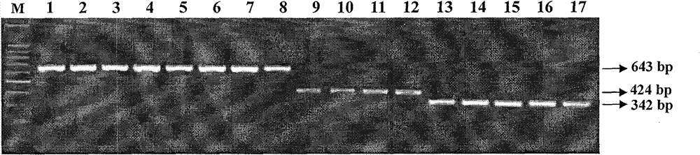 Quick molecular detection method for simultaneously detecting three kinds of fusarium toxins and application thereof