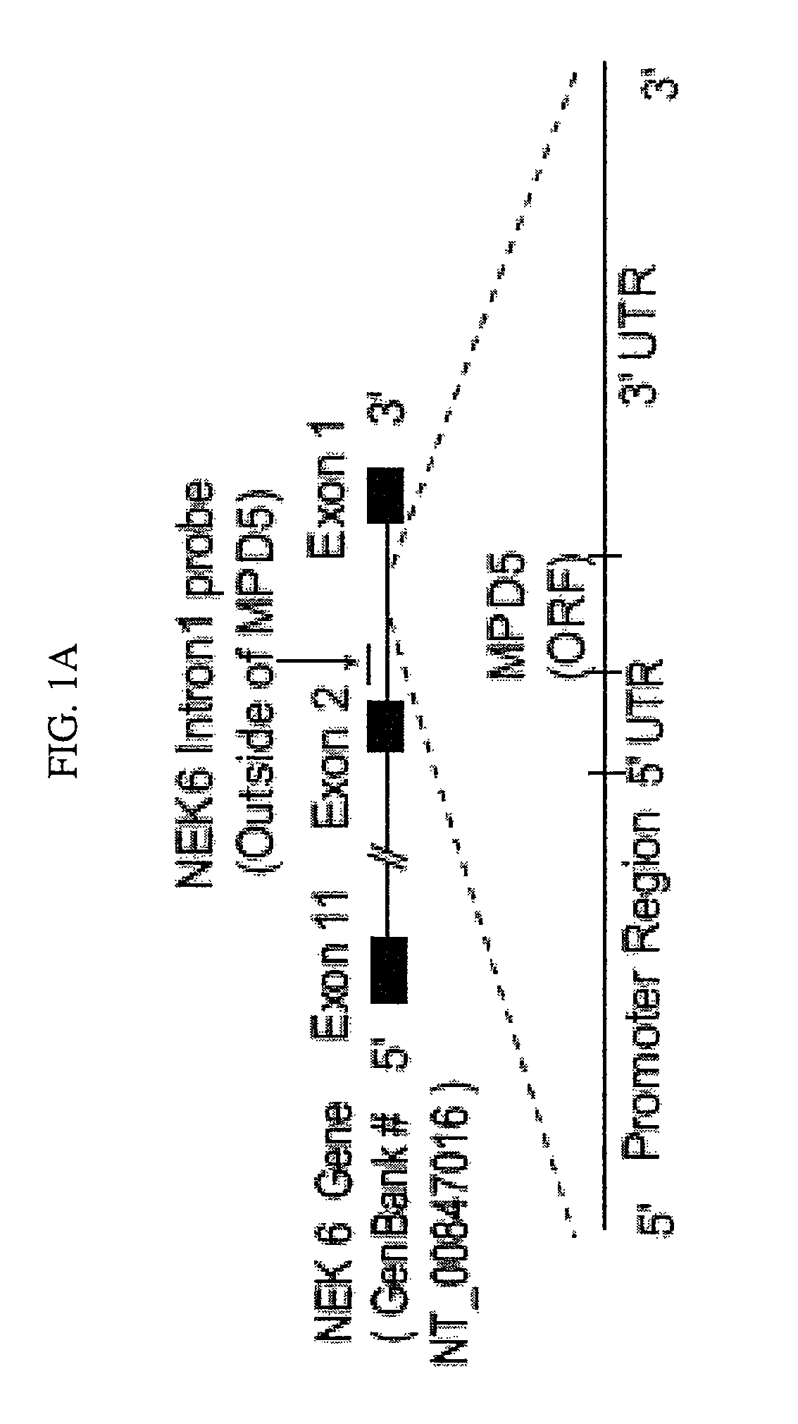 Tumor antigens elicit anti-tumor humoral immune reactions in a subset of patients with polycythemia vera