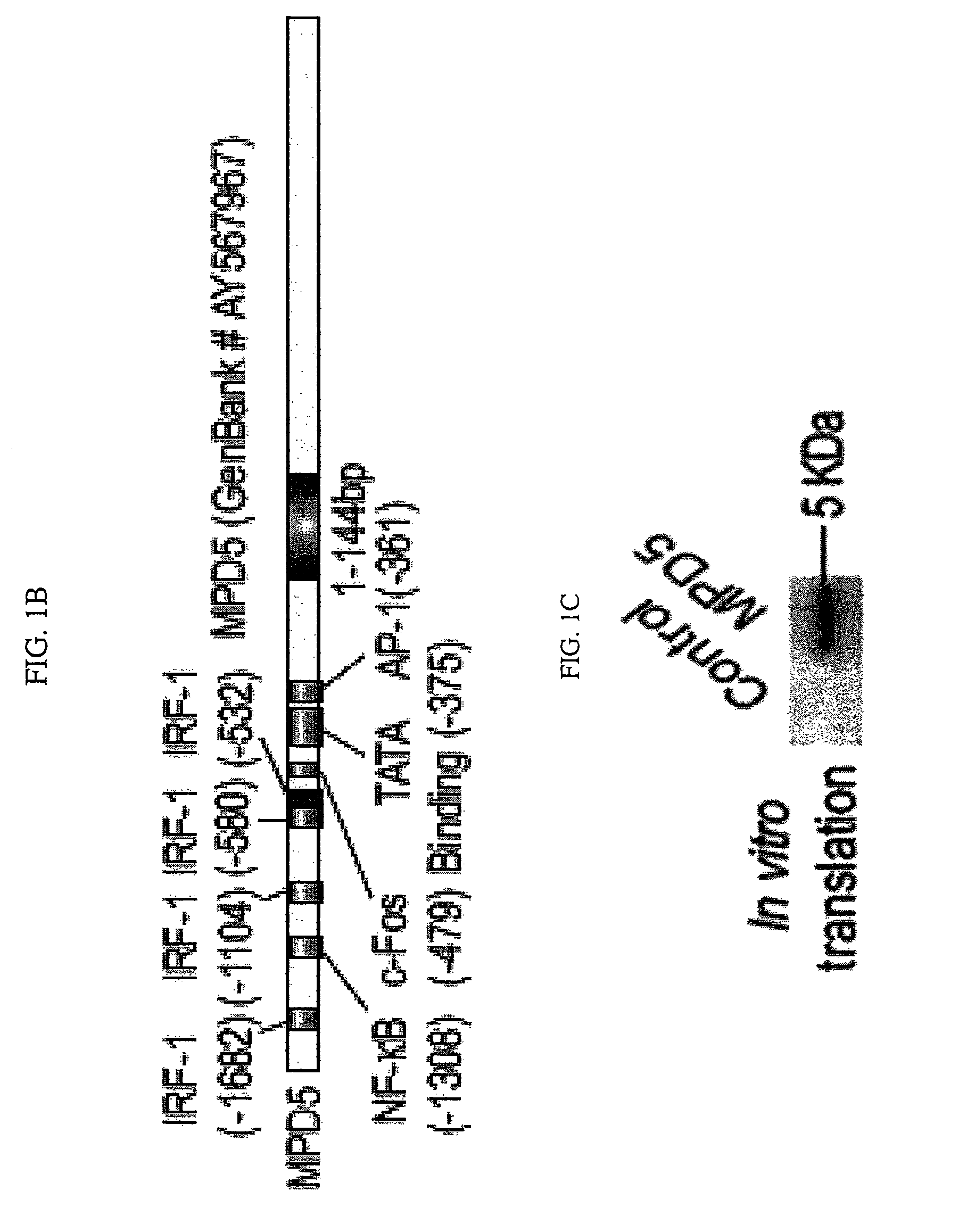 Tumor antigens elicit anti-tumor humoral immune reactions in a subset of patients with polycythemia vera