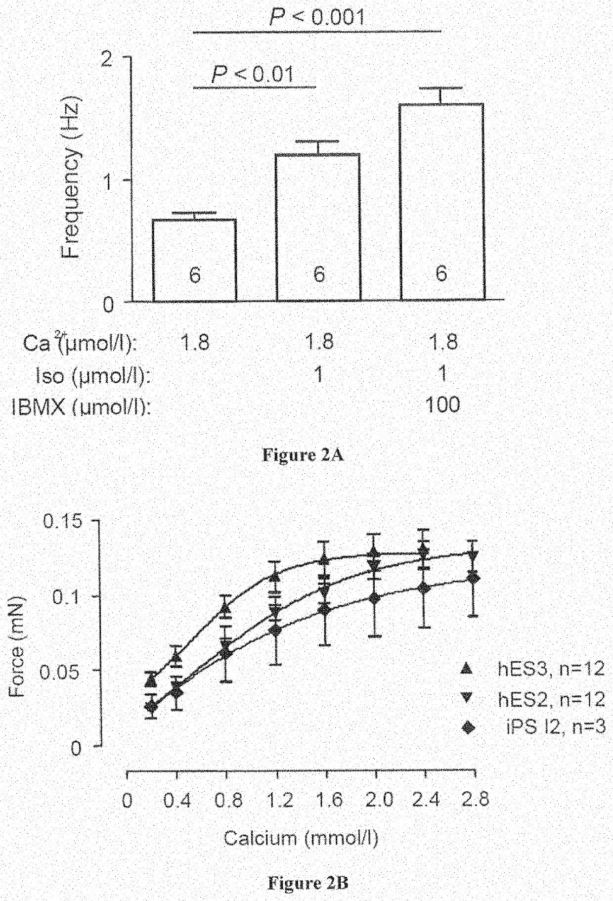 Method for producing engineered heart muscle (EHM)