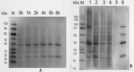 A schistosoma japonicum antibody detection kit with red fluorescence activity detection protein