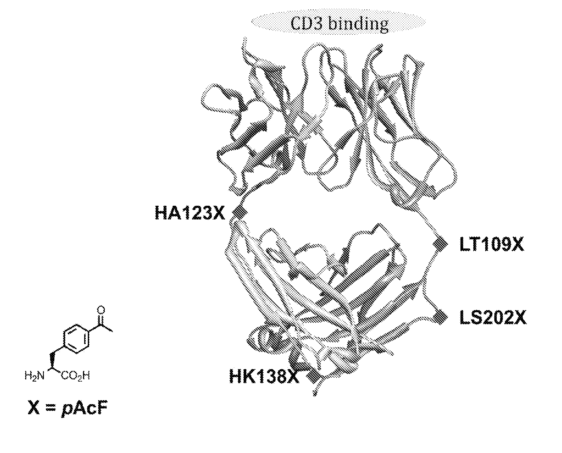 Bispecific antibodies and uses thereof
